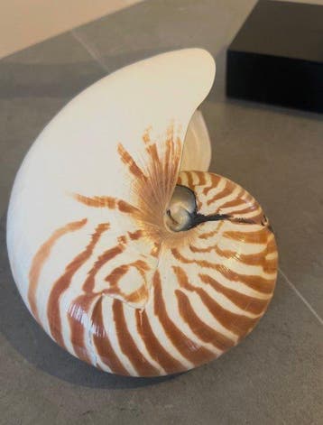 Nautilus Pantser - Nautilus pompilius - 16 cm - 13 cm - 8 cm, Verzamelen, Nieuw