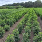 Laurier prunus diverse soorten Novita, Caucacica Genolia, Ophalen of Verzenden, Laurier, Haag, 100 tot 250 cm