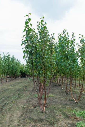 Betula utilis Fascination meerstammig