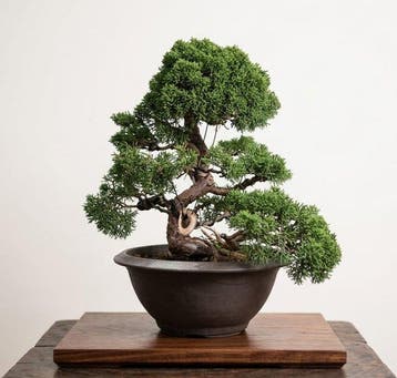 Bonsaï van Juniper Itoigawa - Hoogte (boom): 34 cm - Diepte
