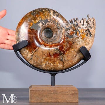 Phylloceras ammoniet met vurige oranje tinten en
