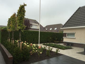 Bomen leiboom Lei liquidambar lei linde dakboom plataan, Tuin en Terras, Overige soorten, 250 tot 400 cm