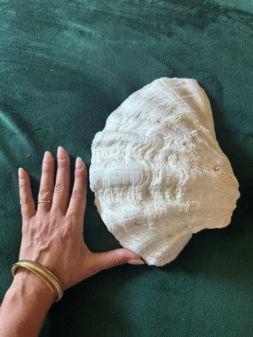 Tweekleppige Zeeschelp - Tridacna (Zonder minimumprijs)