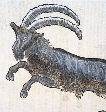Conrad Gessner [1516-1565]; folio with woodcut - Ibex,