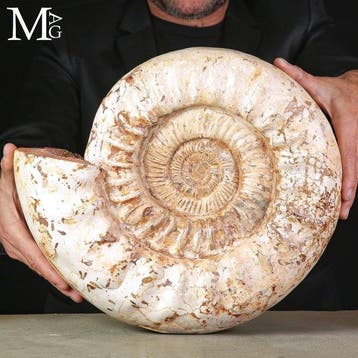 Antieke gastropode gefossiliseerde schelp van, Verzamelen, Mineralen en Fossielen
