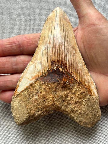 Grote Megalodon-tand, 13,0 cm - Fossiele tand - Carcharocles, Verzamelen