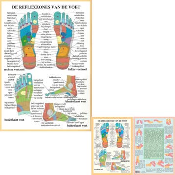 Anatomie poster voetreflexologie (Nederlands, gelamineer..., Nieuw