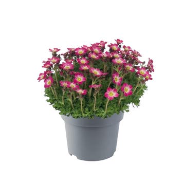 Saxifraga x arendsii Pixie Roze een sprankelend tapijt va..., Tuin en Terras, Ophalen of Verzenden, Vaste plant, Bodembedekkers