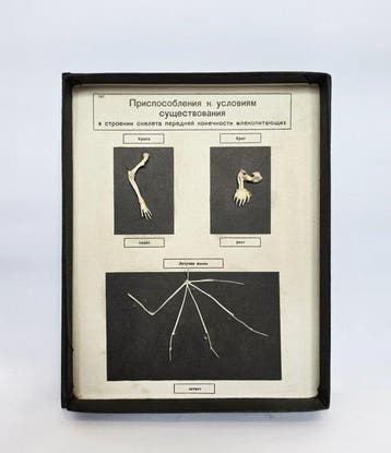 Lesmateriaal - Vintage educatief anatomisch model -, Verzamelen, Dierenverzamelingen, Nieuw