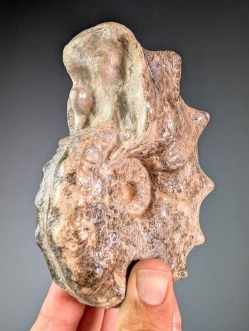 Uitzonderlijke stekelige ammoniet - Gefossiliseerde schelp -