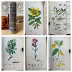 J. Sowerby - English Botany vol 2. {160 hand colour plates}, Antiek en Kunst, Antiek | Boeken en Bijbels