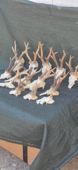 Ree Taxidermie wandmontage - Capreolus capreolus - lot de 14
