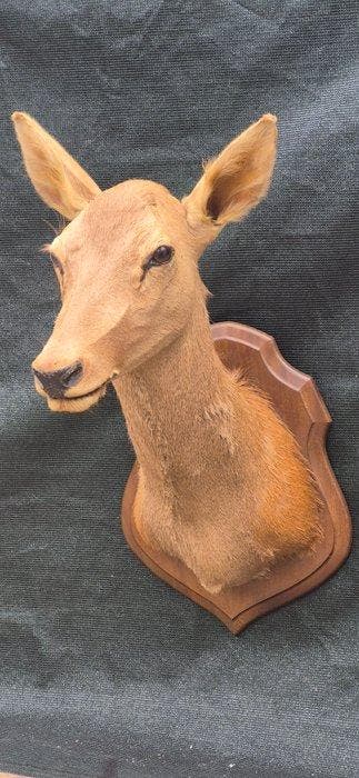Lieverd Taxidermie wandmontage - Cervus elaphus - grand -, Verzamelen, Dierenverzamelingen, Nieuw