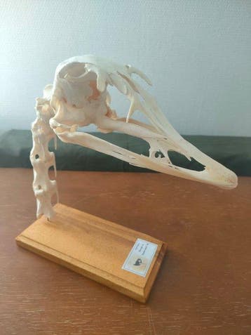 Struisvogel Schedel - Struthio - 25 cm - 10 cm - 5 cm-, Antiek en Kunst, Curiosa en Brocante