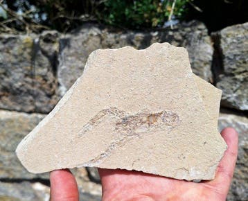 Fossiele kreeft - Gefossiliseerd dier - Homarus hakelensis