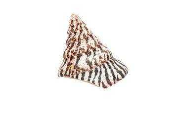 Doopvontschelp Koraal - Rochia nilotica - Faszinierende, Nieuw