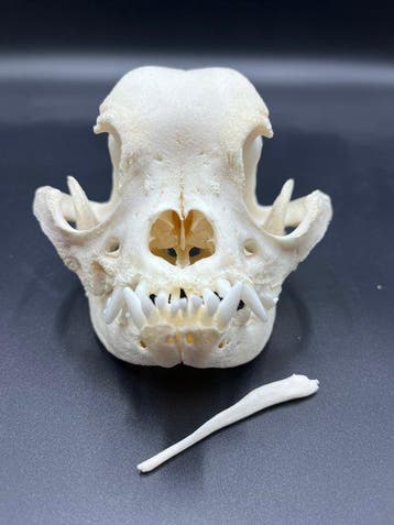 Hond Schedel - Franse bulldog - 0 cm - 0 cm - 0 cm - (1), Nieuw