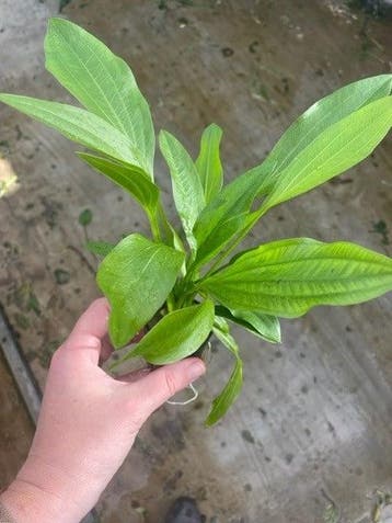 Echinodorus Argetinensis (Aquariumplanten), Dieren en Toebehoren, Verzenden, Nieuw, Plant(en), Steen of Hout