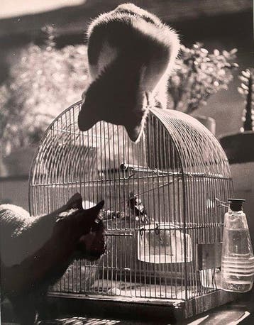 Jean RIBIERE (1922-1989) - Les oiseaux et le chat, Antiek en Kunst