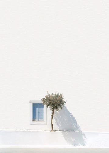 Marcus Cederberg - Greek olive tree