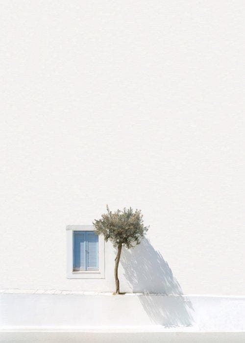 Marcus Cederberg - Greek olive tree, Antiek en Kunst, Kunst | Designobjecten