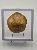 Fossiele zee-egel (echinoïde) – Gepolijst exemplaar met