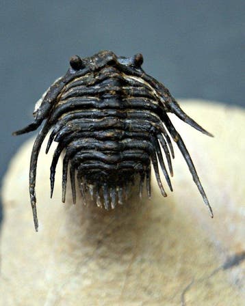 Doornige trilobiet - Gefossiliseerd dier - Leonaspis en