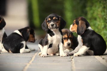 Beagle pups, Parvo, België, Beagle, 8 tot 15 weken