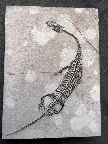 Zeereptiel - Gefossiliseerd dier - Fossile de Keichousaurus