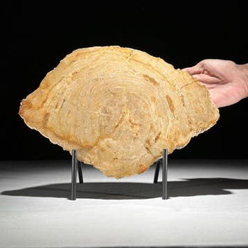 Prachtige plak versteend hout op een maatwerk standaard. -