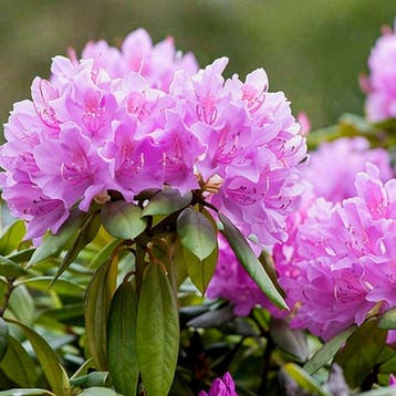 Rhododendron catawbiense Grandiflorum container (P23), Verzenden, Overige soorten, Haag