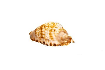 opvallend patroon $$$ GEM $$$ Top Zustand $$$ Taxidermie, Nieuw