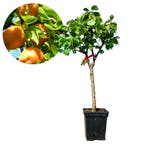 dwerg abrikozenboom Prunus armeniaca + Pot 23c, Verzenden, Volle zon