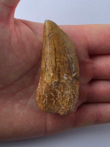 Carcharodontosaurus - Fossiele tand - Carcharodontosaurus -