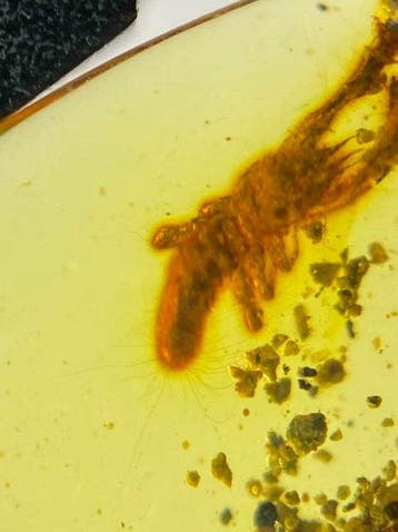 Amber - Fossiele matrix - Solifugae - 19.8 mm - 13.6 mm