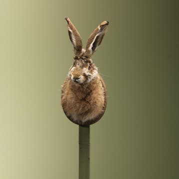 Haas Taxidermie Opgezette Dieren By Max, Ophalen of Verzenden, Nieuw, Wild dier, Opgezet dier