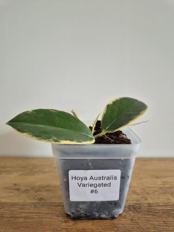 Hoya Australis Variegated #6, Huis en Inrichting