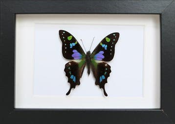 Vlinder Taxidermie volledige montage - Graphium weiskei - 10