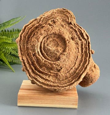 Zeldzaam decoratieve stromatoliet – een van de oudste