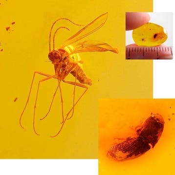Amber - Barnsteen - Bettle and flying insect - 15 mm - 4 mm