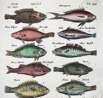 Matthäus Merian (b1593) Hand coloured folio: Sea Bream,