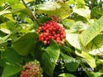 Viburnum lantana , wollige sneeuwbal, Ophalen of Verzenden, 100 tot 250 cm