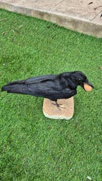 Zwarte kraai - Taxidermie wandmontage - Corvus corone -, Nieuw