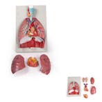 Anatomie model longen, hart en strottenhoofd (7-delig, 4..., Nieuw