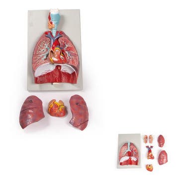 Anatomie model longen, hart en strottenhoofd (7-delig, 4..., Nieuw