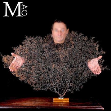 Natuurlijke zwarte gorgonie - Alcyonacea - Ambachtelijke