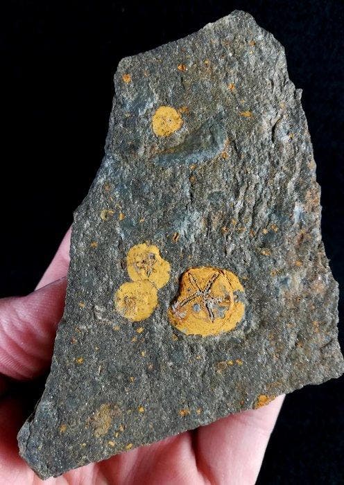 Primitieve Echinodermen - Edrioasteroïden - Gefossiliseerd, Verzamelen, Mineralen en Fossielen