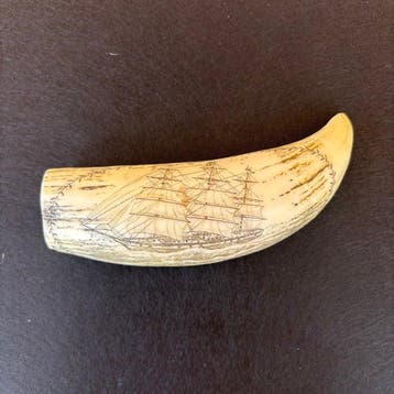 Replica potvis-tanden scrimshaw Tand - Réplique - 16 cm - 5, Nieuw