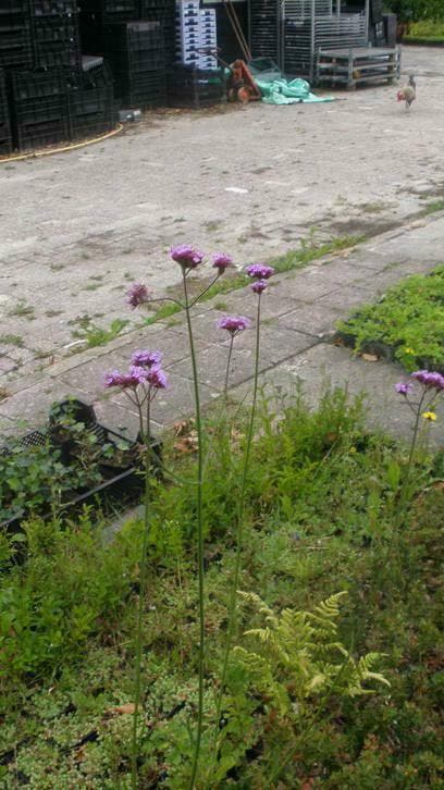 Verbena bonariensis , ijzerhard , p9 , vlinderplant, Tuin en Terras, Planten | Tuinplanten, Overige soorten, Vaste plant, Volle zon