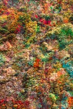 Viet Ha Tran - Wall of Nature LXIV